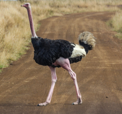 Ostrich Image.png