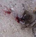 Nusra beheading Yarboud.jpg
