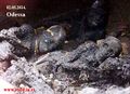 Odessa burnt bodies.jpg