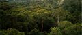 Amazon Manaus forest.jpg