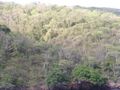 Chacachacare dry forest 3.jpg