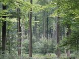 Belgialaista pyökkivaltaista metsää.