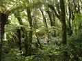 Rain forest NZ.jpg
