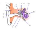 Ear-anatomy.jpg