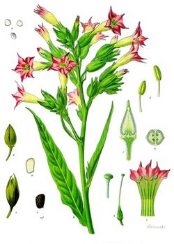 Virginiantupakka (Nicotiana tabacum)