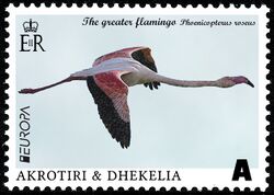 Akrotiri and Dhekelia Phoenicopterus roseus.jpg
