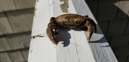 Mercenaria menippe AU Science Wiki