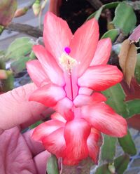 Schlumbergera A Bloom Front.jpeg