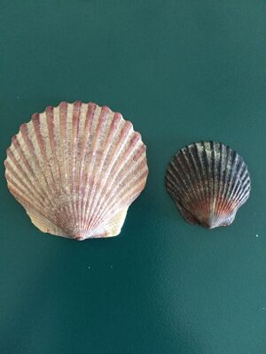 Scallop - Wikipedia