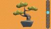 Sbra bonsai 5.jpg