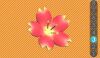 Sbra flower 3.jpg