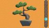 Sbra bonsai 3.jpg