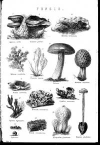 Fungus drawing.jpg