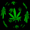 Whirling cannabis leaves.gif