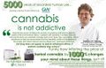 Cannabis is safe and not addictive.jpg