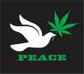 Cannabis dove peace.jpg