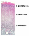 Histology labeled words.png