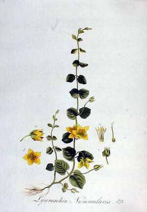 Lysimachia nummularia — Flora Batava — Volume v3.JPG