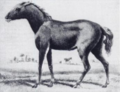 Equus caballus ferus.png