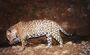 Panthera onca arizonensis.jpg