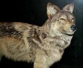 Canis lupus beothucus.jpg