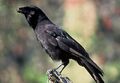 Corvus hawaiiensis.jpg
