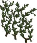 Ivy tree.png