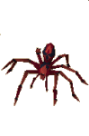 Deadly Red Spider.gif