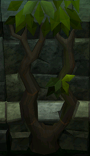 Thigat tree.png