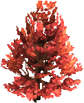 Maple tree.png