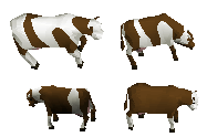 Cows.gif