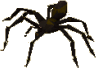 Shadow Spider.gif