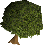 Oak tree.PNG