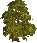 Oak tree.png