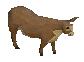 Cow calf.jpg