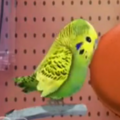 Bell Parrot.png