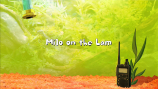 Click here to view more images from Milo on the Lam.