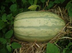 Spaghetti Squash Growing.jpg
