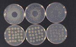 Pseudomonas syringae cultures.jpg