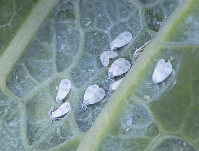 File:Kale Whitefly.jpg