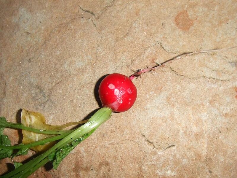 File:Radish Slug Damage.jpg