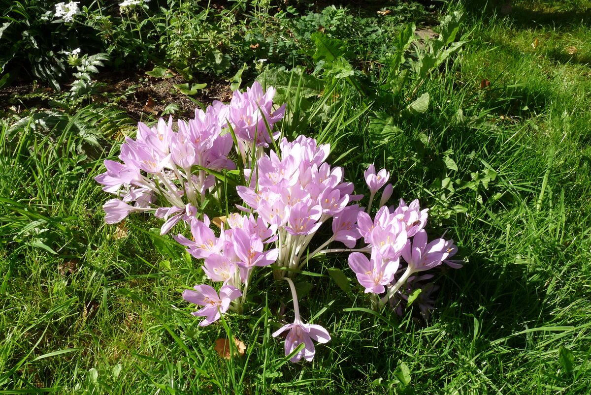 Herbstzeitlose Gartenbuch