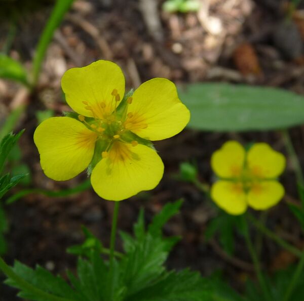 Tormentill Gartenbuch Tormentill Gartenbuch