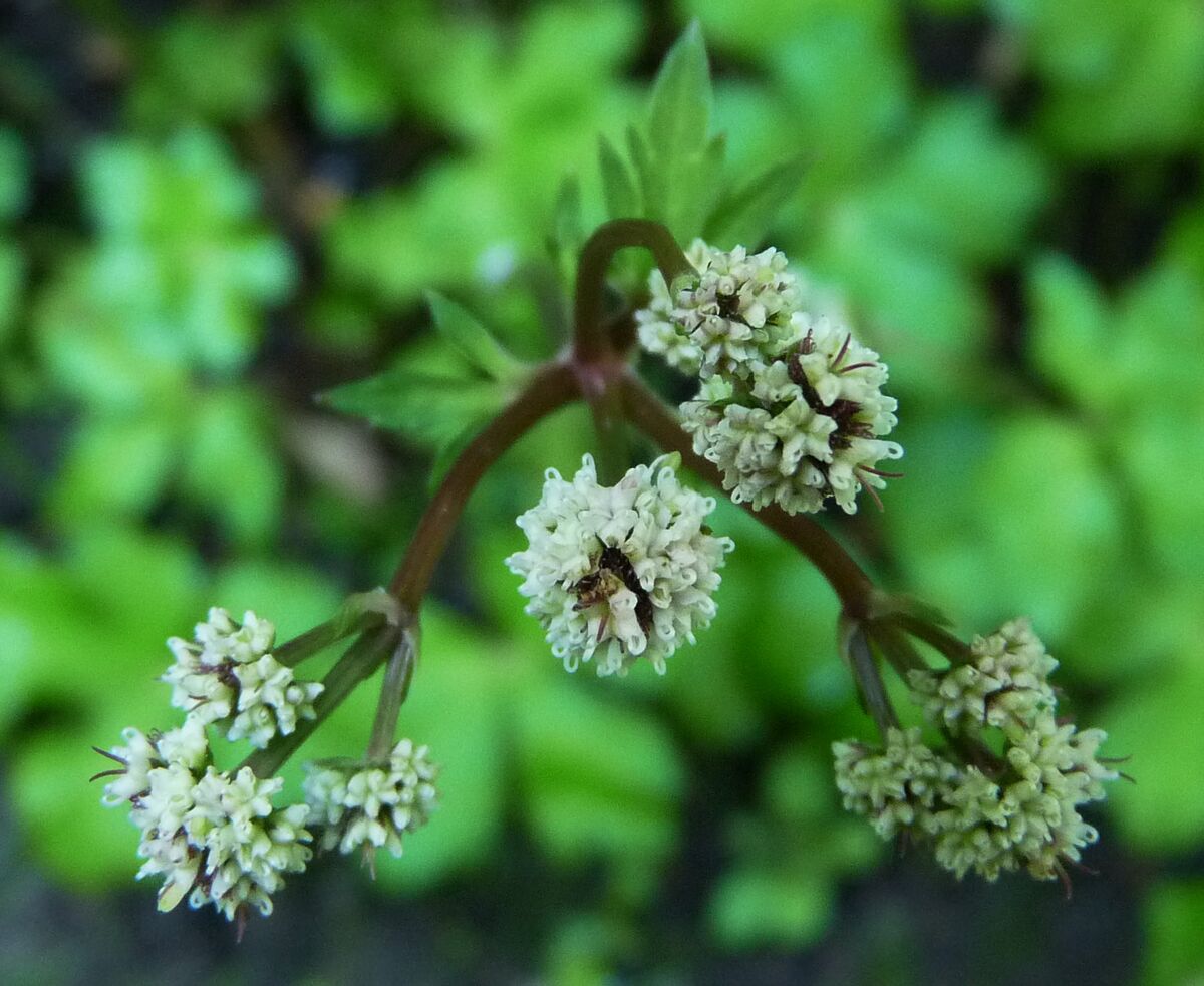 Sanikel – Gartenbuch