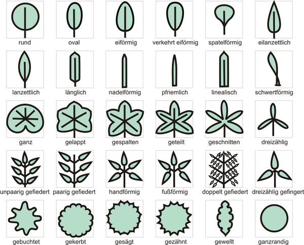 Blatt Gartenbuch
