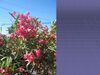 Nerium oleander 2348.jpg