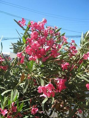 Oleander n1b.jpg