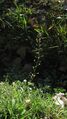 Capsella bursa-pastoris G 4029.JPG