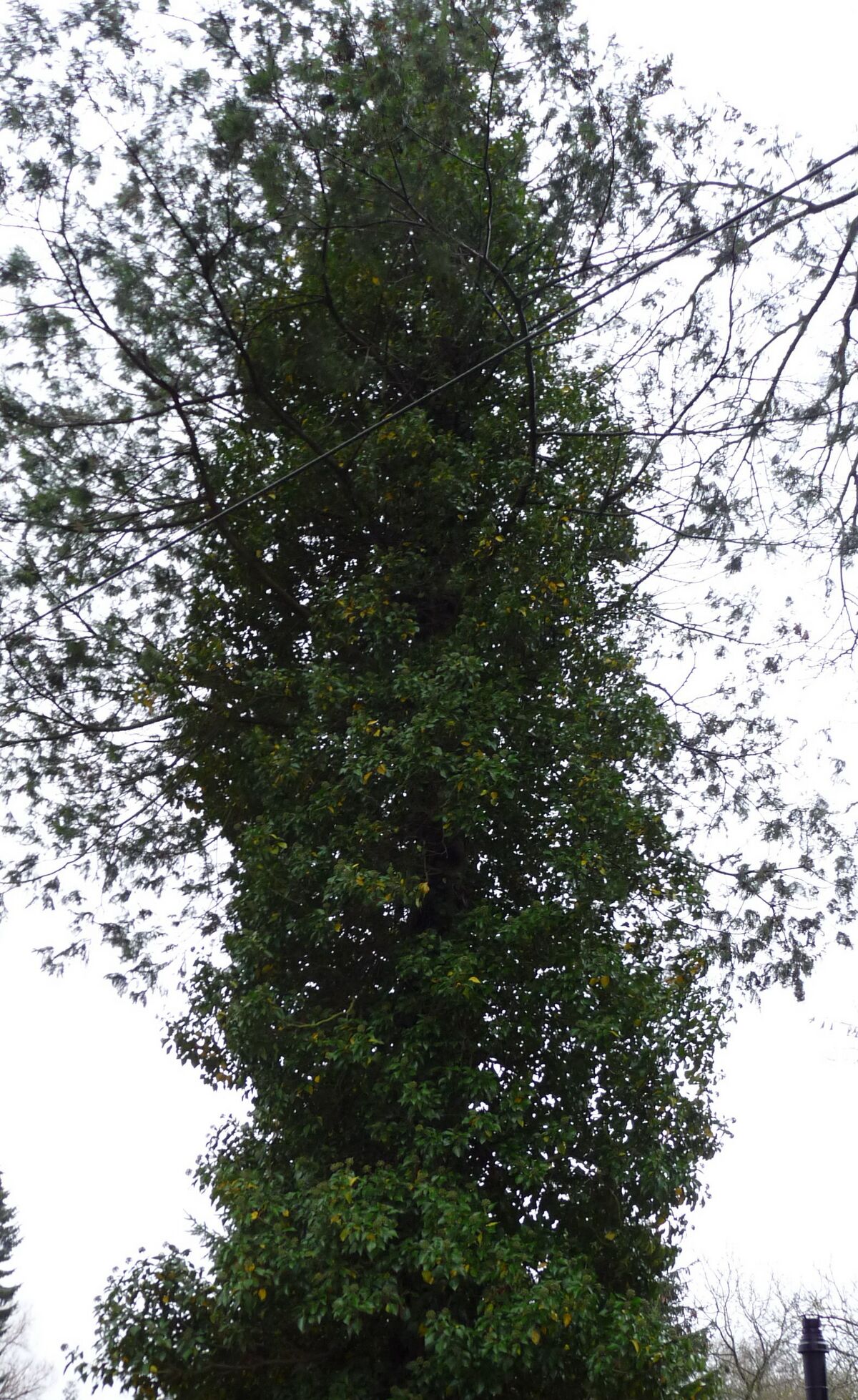 Efeu Gartenbuch