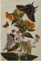 Thomas Robyns the Younger-Study of Mirabilis and Origanum Dictamnus with Swallowtail and Ringlet Butterflies.PNG